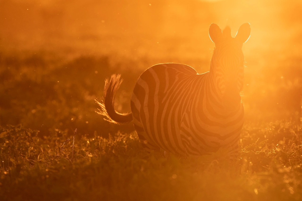 a zebra in serengeti national park sabine stols A zebra in Serengeti National Park - A haven for wildlife photography