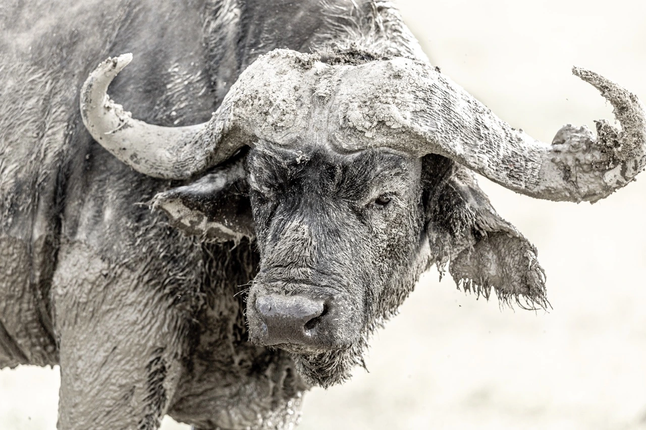 The African buffalo (also known as Cape buffalo) in the Ngorongoro Conservation Area