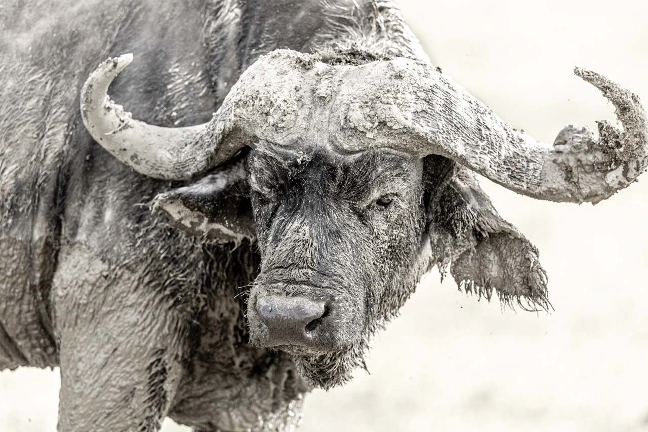 african buffalo ngorongoro crater The African buffalo (also known as Cape buffalo) in the Ngorongoro Conservation Area