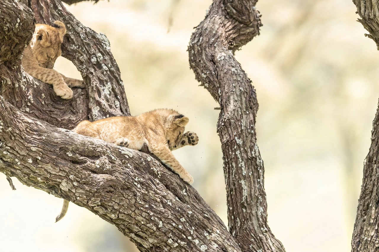 An iconic scene in Serengeti National Park - lions in a tree