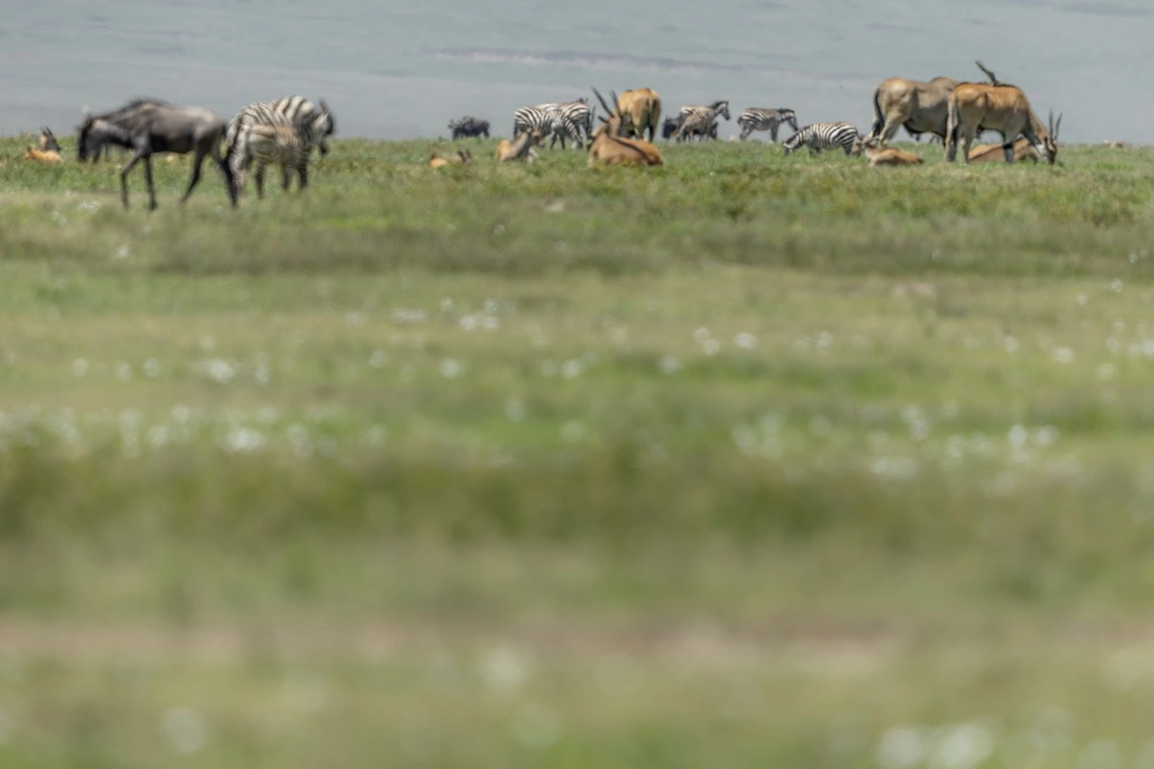 A perfect example of wildlife coexisting in the vast expanses of the Ngorongoro Crater