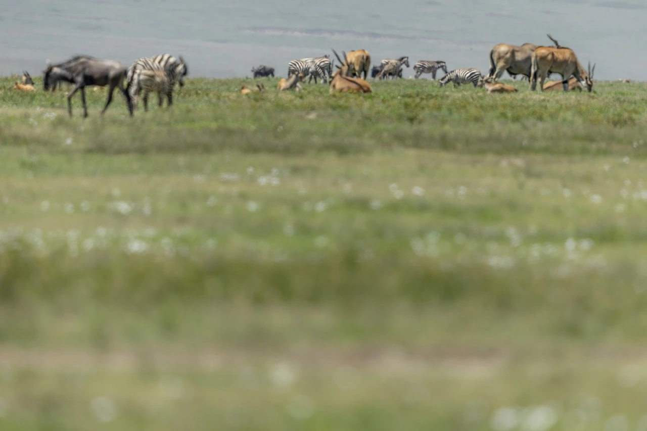 animals in the ngorongoro crater A perfect example of wildlife coexisting in the vast expanses of the Ngorongoro Crater