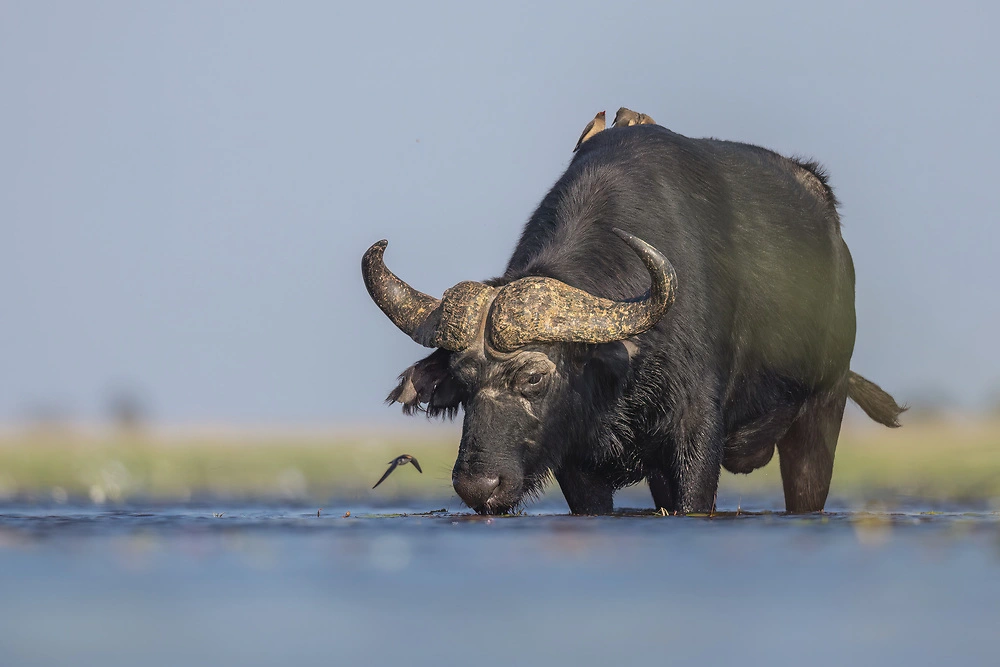 African buffalo (Cape buffalo) on the Chobe River