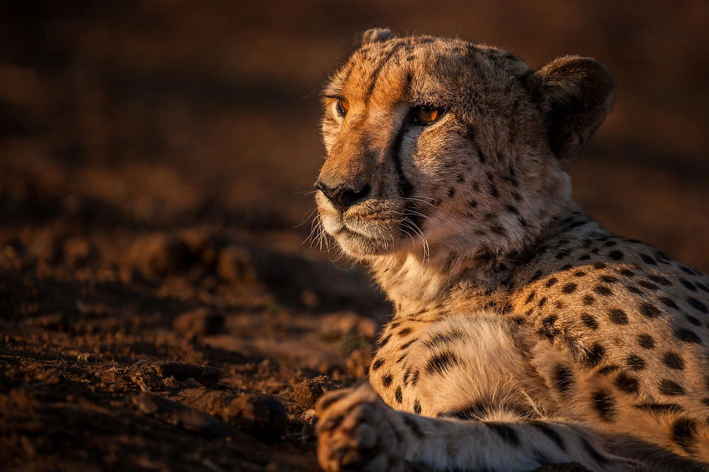 Cheetah are considered part of the special seven © Charl Stols