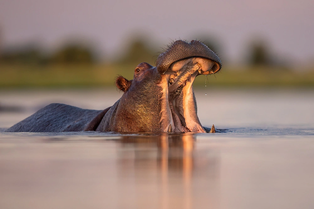 A favourite image to capture by guests is hippos yawning in the river.