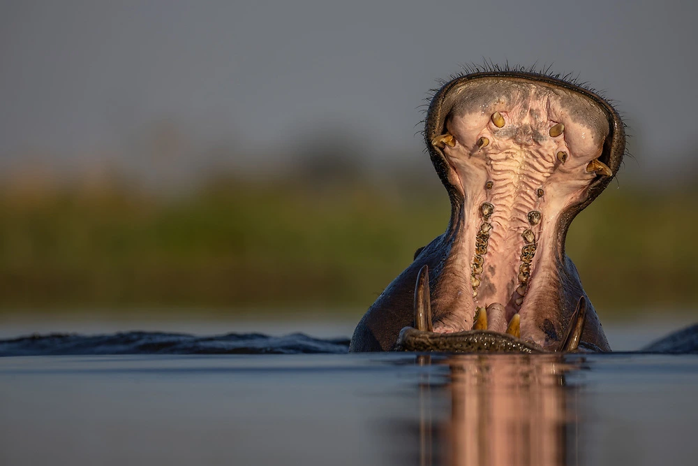 charl stols chobe hippo yawning
