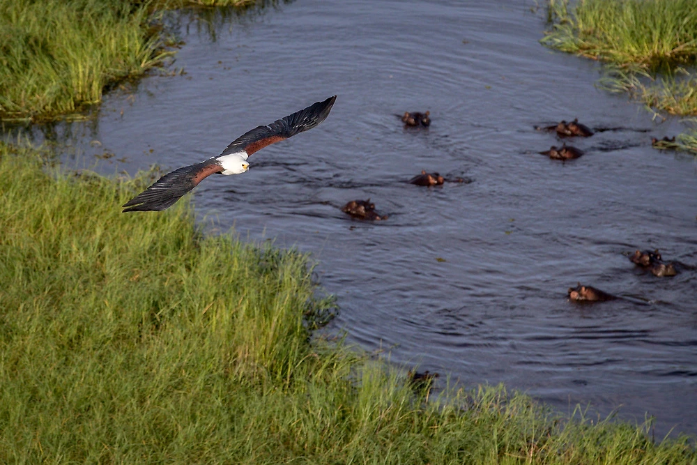 A hippo pool during a photographic helicopter flight in the Okavango Delta