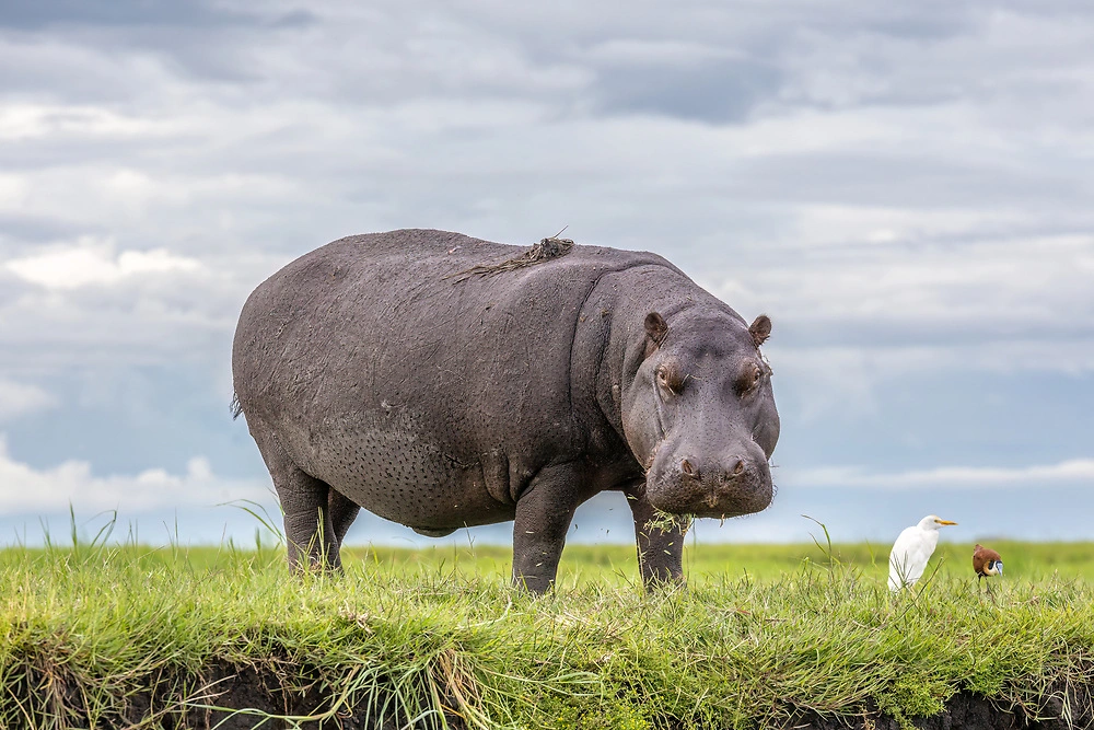 charl stols hippo and birds Capturing hippos at eye level on a Pangolin Photo Safari Boat