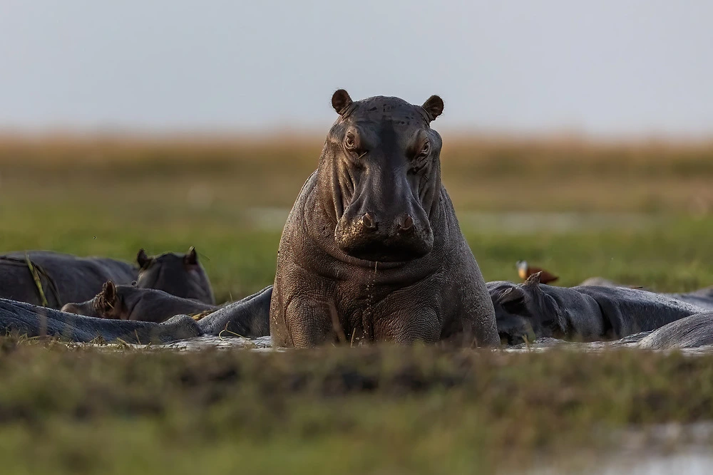 charl stols hippo and jacana Hippopotamuses in the Chobe