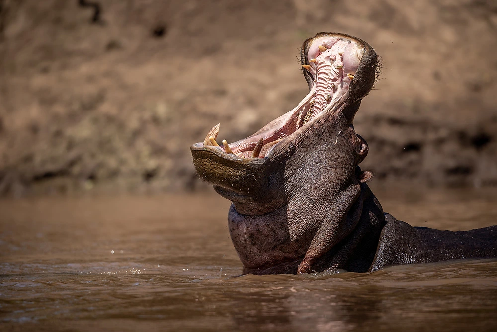 An iconic image of a common hippo yawning in Kenya