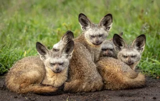 charl stols kenya bat eared fox charl stols kenya bat eared fox