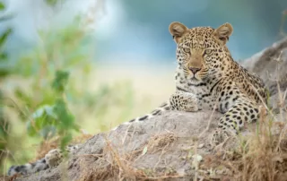 charl stols leopard botswana charl stols leopard botswana