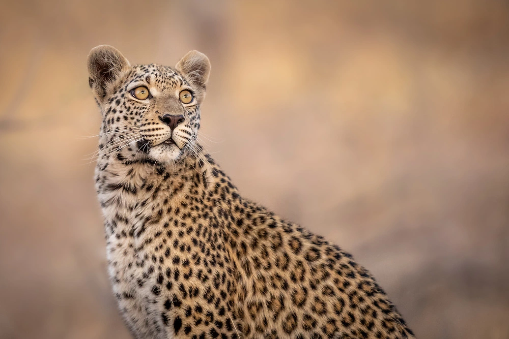 charl stols leopard big 5