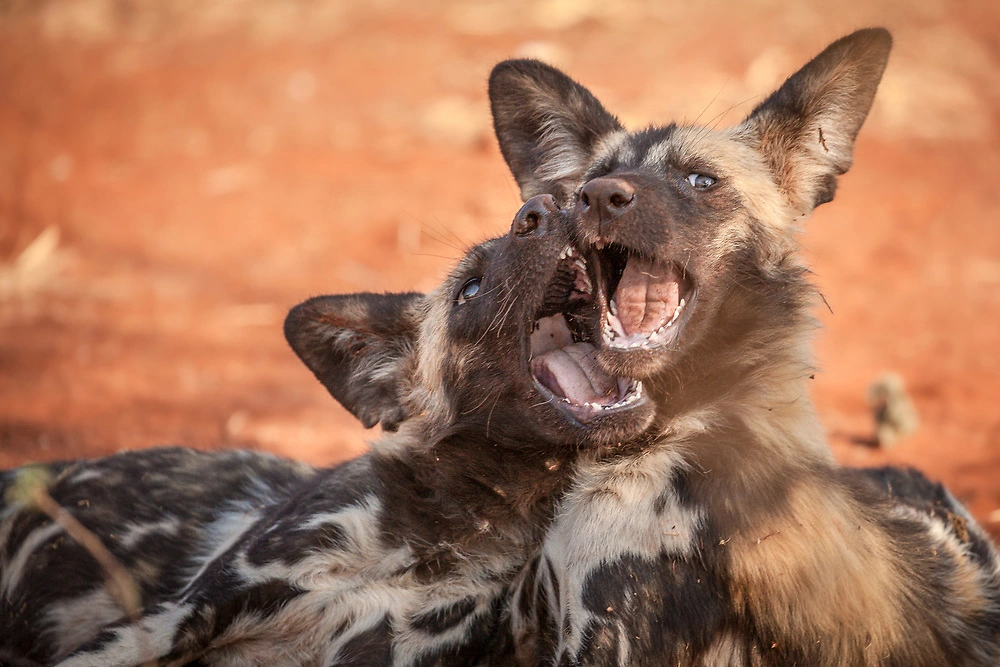 Wild dog puppies © Charl Stols