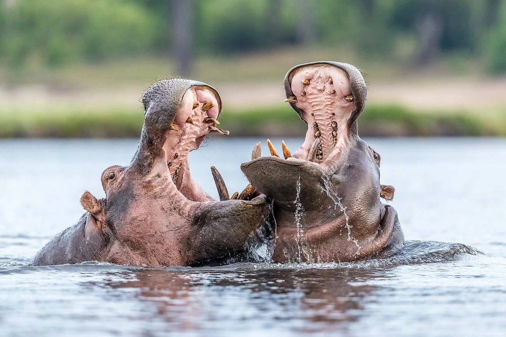 charl and sabine stols hippos