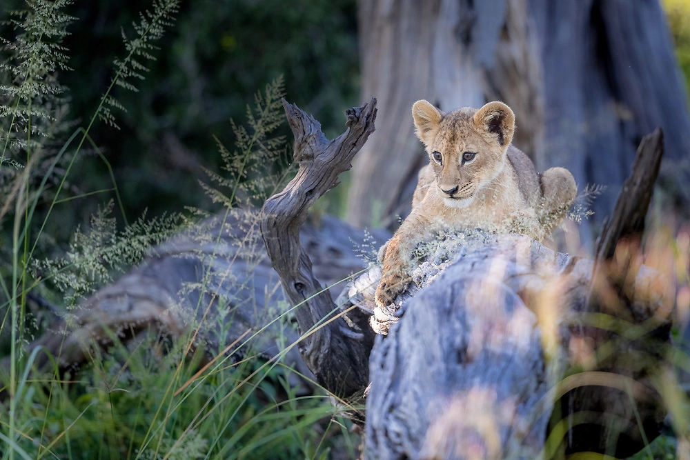 Lion cub playing in the wilderness of the Okavango Delta
