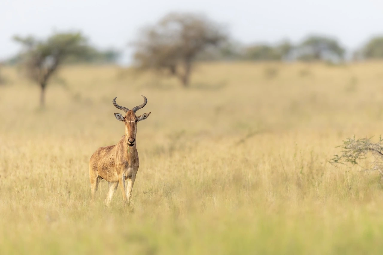 Coke's hartebeest in the Serengeti plains