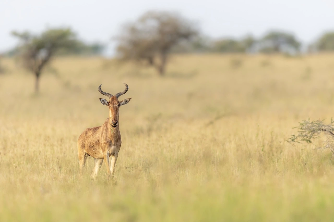 coke’s hartebeest in the serengeti plains janine krayer Coke's hartebeest in the Serengeti plains