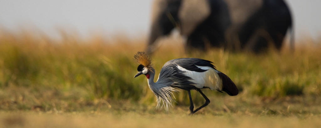 crowned crane botswana