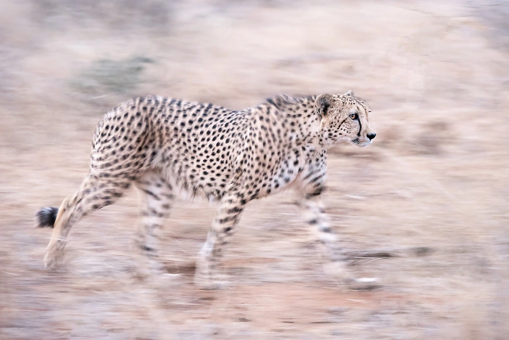 Cheetah on the move © Danielle Carstens