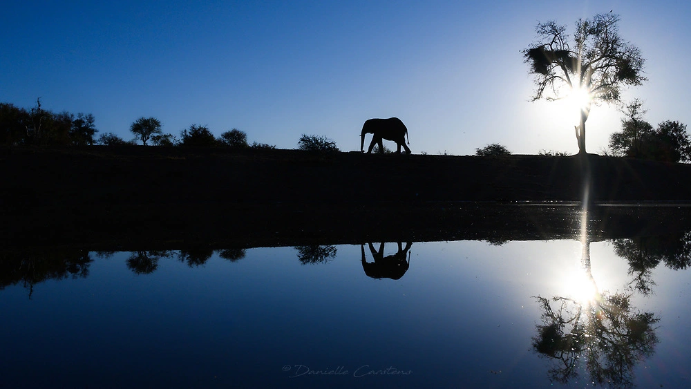 Elephant at the waterhole © Danielle Carstens