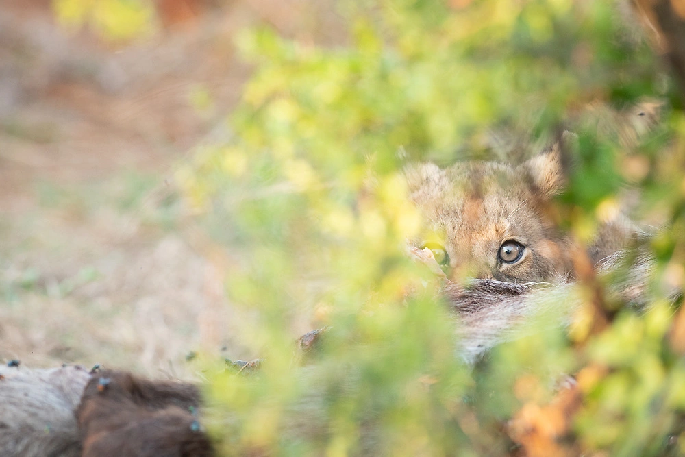 A young lion cub © Danielle Carstens