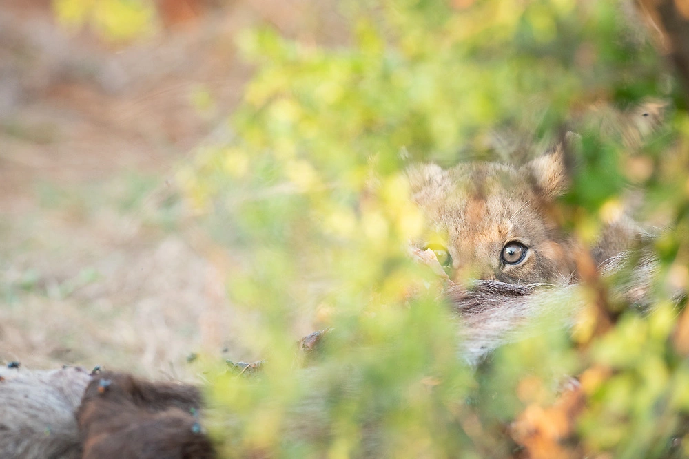 danielle carstens lion cub in madikwe A young lion cub © Danielle Carstens