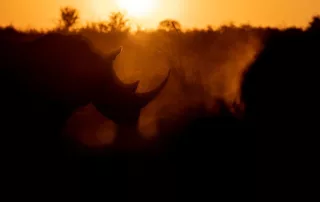 danielle carstens rhino danielle carstens rhino