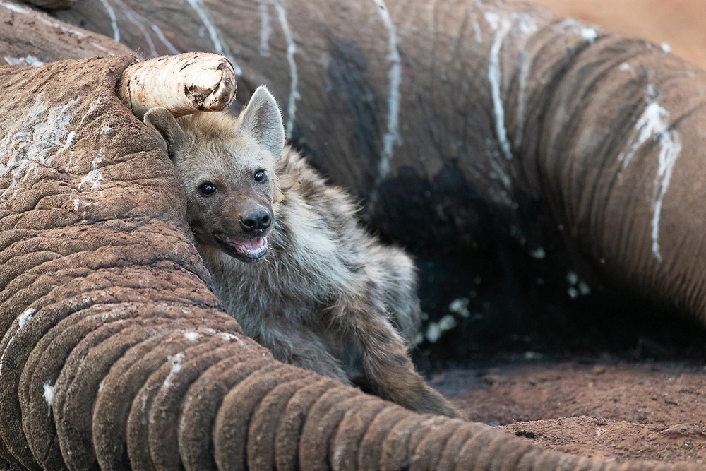 Spotted Hyena © Danielle Carstens