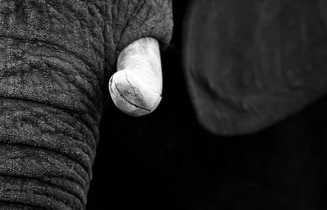 details of an elephant danielle carstens