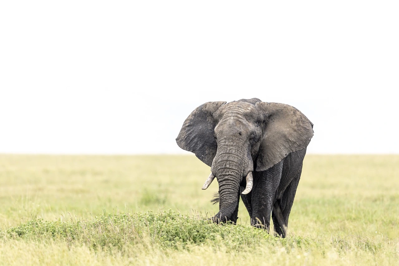 Elephant - stunning large elephants await in the in the national park