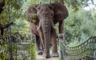 elephant pathways jaci's lodge madikwe