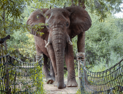 Madikwe Game Reserve