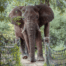 elephant pathways jaci's lodge madikwe