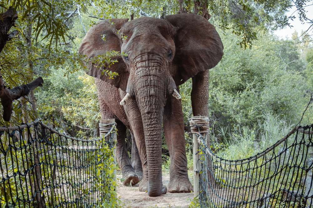 elephant pathways jaci's lodge madikwe