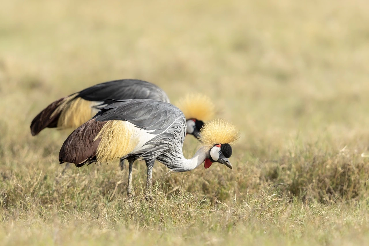 grey crowned crane ngorongoro crater Two Crowned cranes in the Ngorongoro conservation area