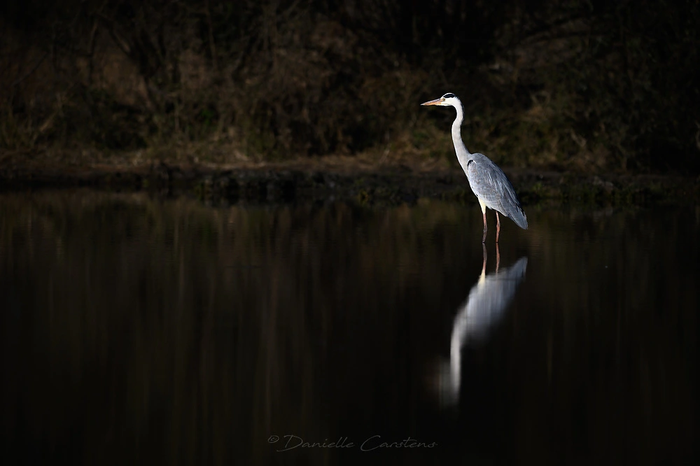 Low key heron © Danielle Carstens