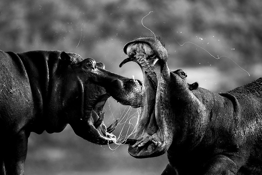 hippo fight on the Chobe river - black and white photography by William Steel