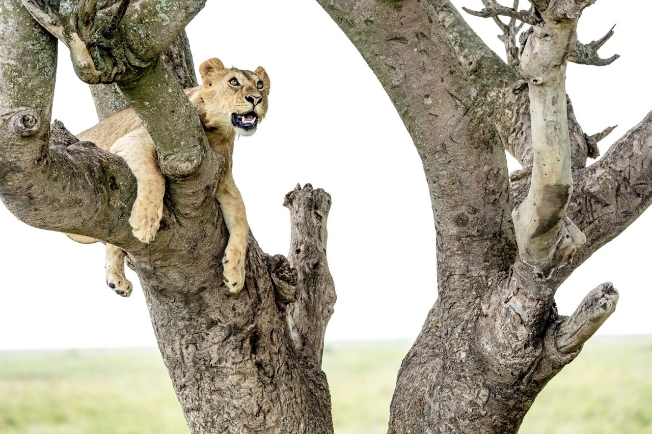 Infamous tree sleeping lions
