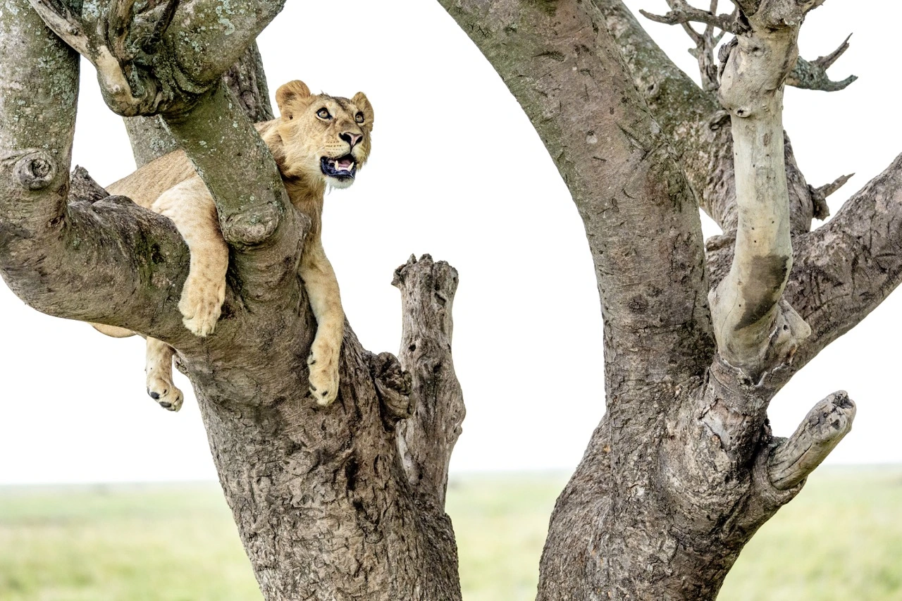 infamous tree sleeping lions janine krayer Infamous tree sleeping lions