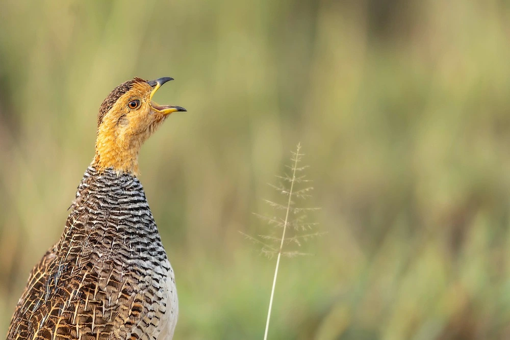 A Coqui Francolin is found in the Ngorongoro highlands. Ngorongoro Crater