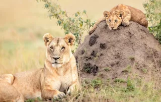 janine krayer lion cub