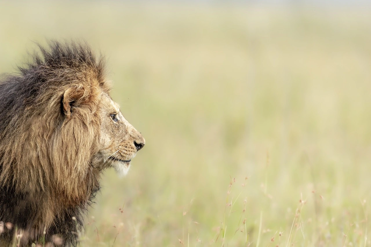 janine krayer lion of east africa - Ngorongoro Crater