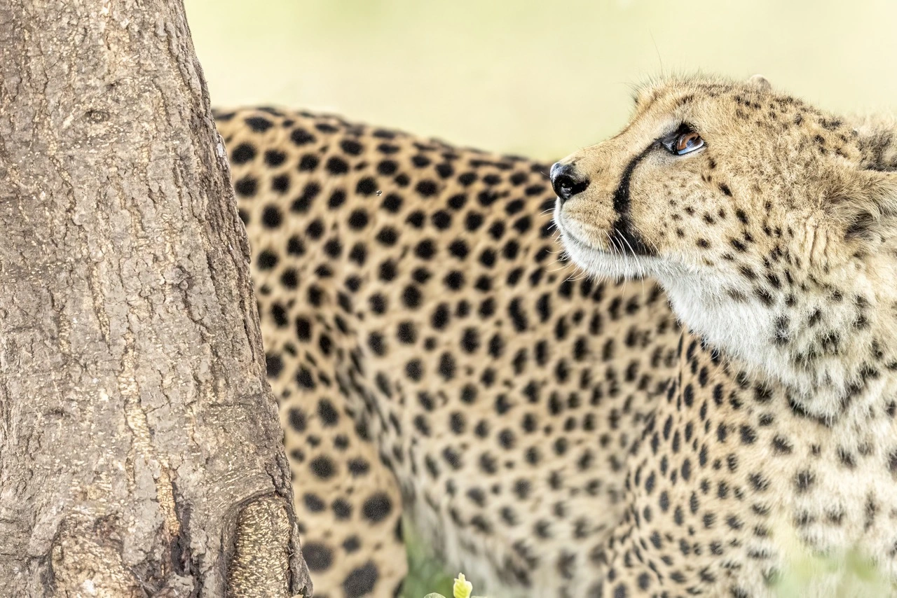 Cheetah in the Ngorongoro Conservation Area