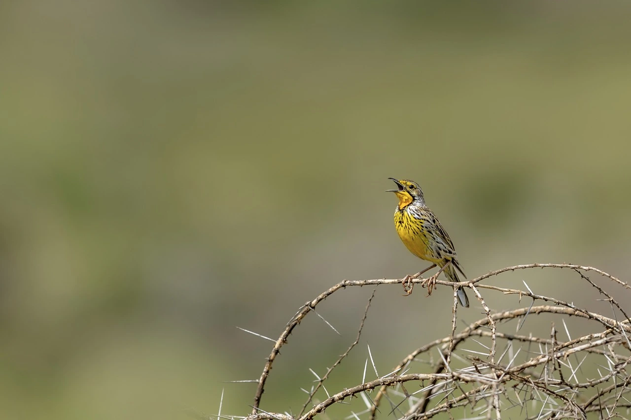 Yellow-throated long claw in northern Tanzania Ngorongoro Crater