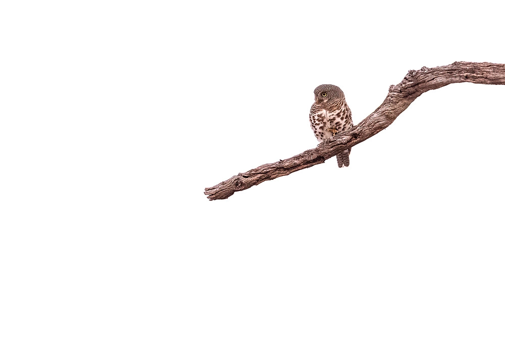 African Barred Owlet surveying Okavango river