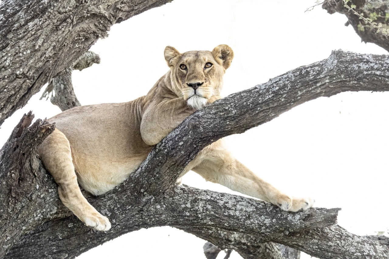 The famous tree-climbing lions of Ndutu, which form part of the Ngorongoro Conservation Area