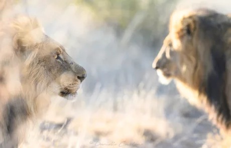 lion of madikwe danielle carstens