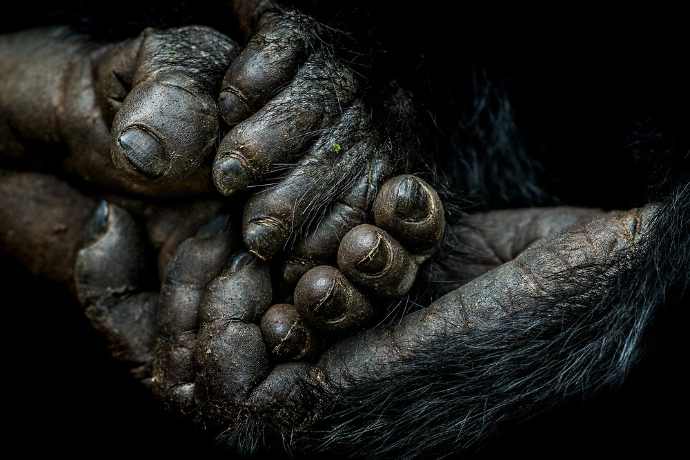 Gorillas in East Africa - Nelis Wolmarans