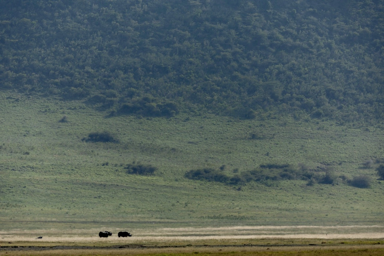 The Black Rhino in the Ngorongoro Crater
